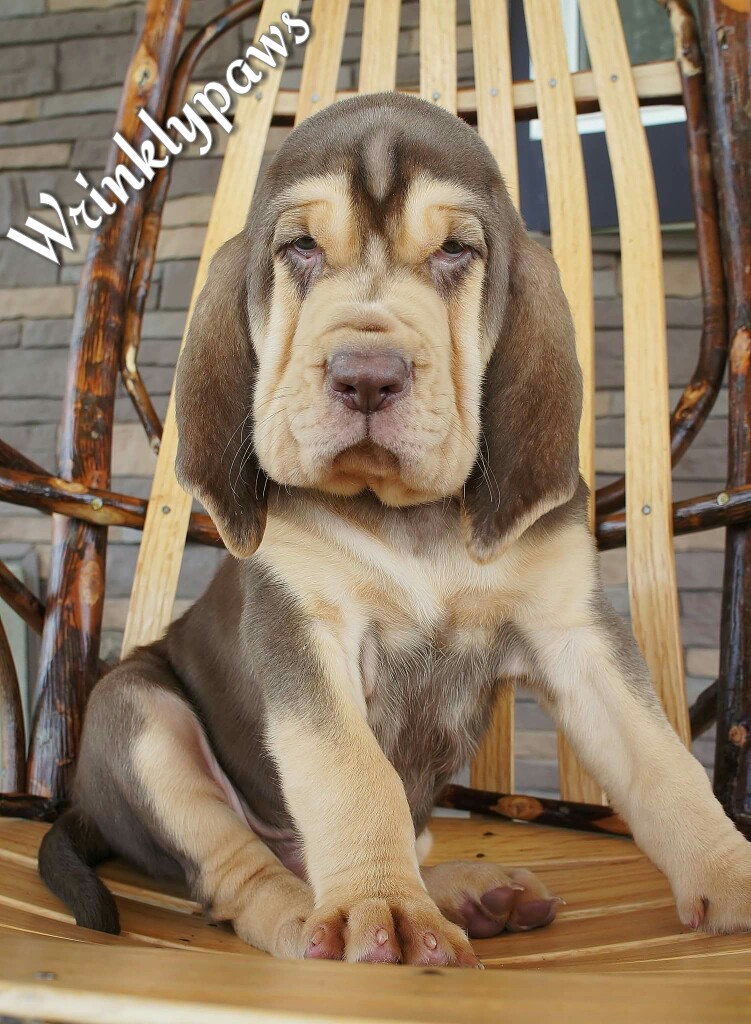 Wrinkly puppies for store sale