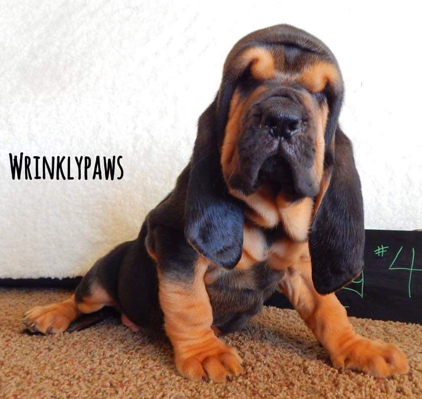 Bloodhound dog store puppies for sale